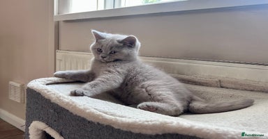 British Shorthair cats - Advert 8