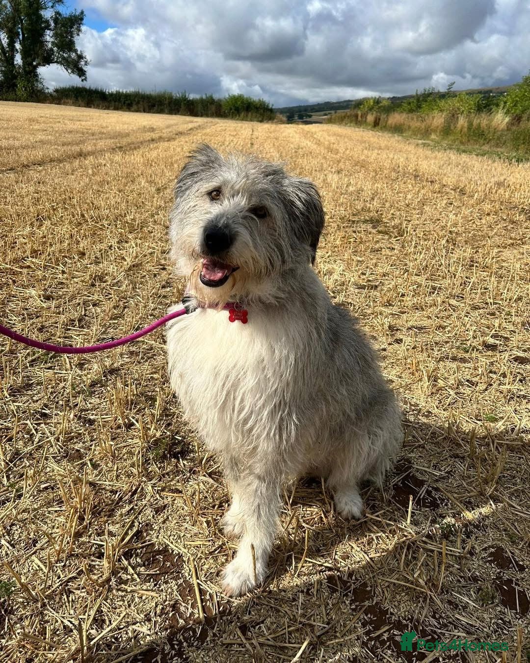 Mixed Breed dogs for adoption: 🧡 Amira - our sweet shepherd 🧡  - Advert 12