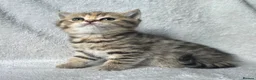 British Shorthair cats for sale: Very unusual British shorthair - Advert 18