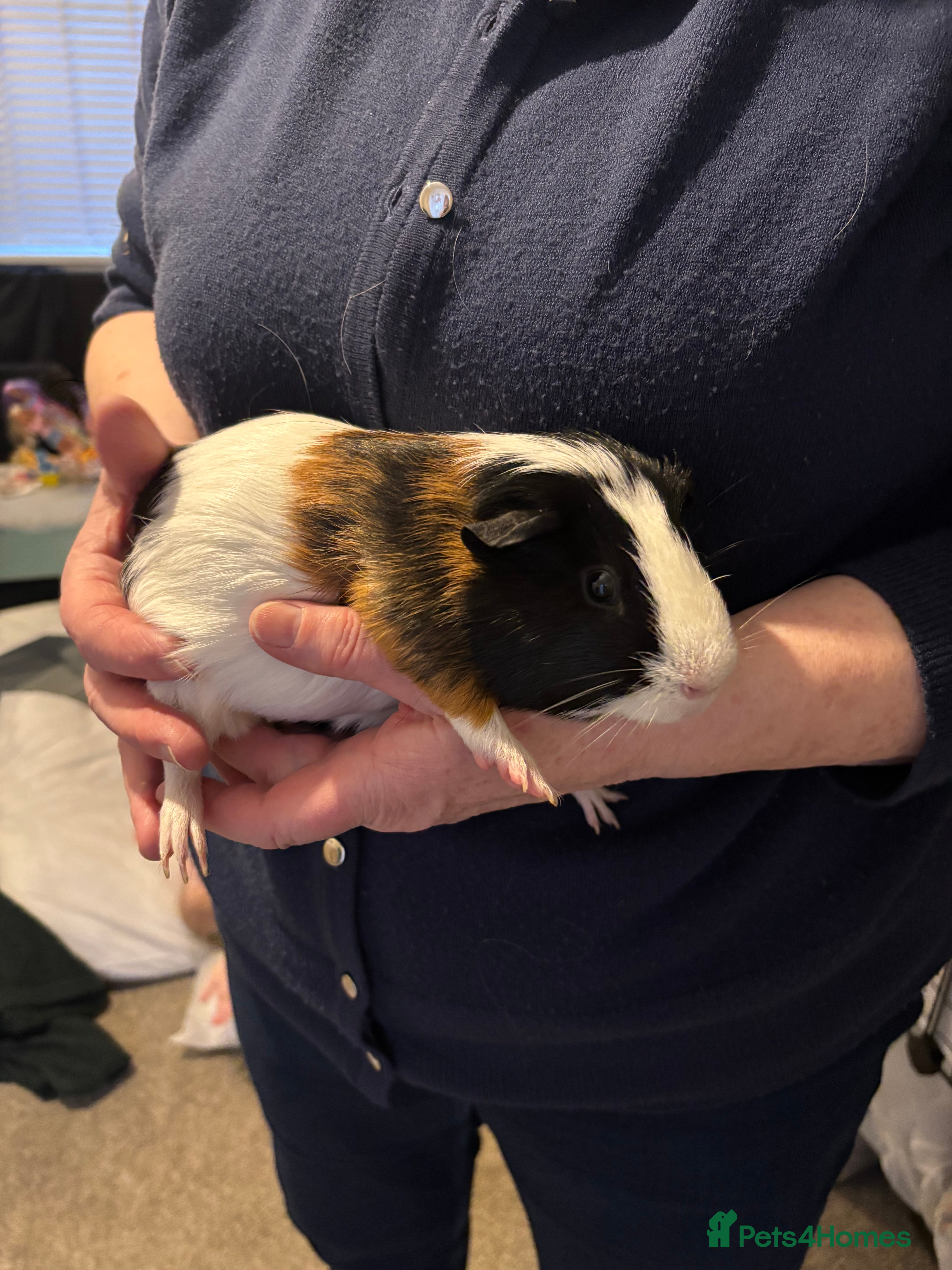 Guinea Pig rodents Two boy guinea pigs - Advert 9