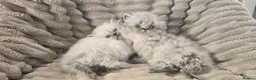 Persian cats for sale: Purebred Persian Kittens for Sale  - Advert 5