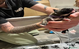 Cane Corso dogs for sale: Litter of 10 cane corso puppies family reared  - Advert 4