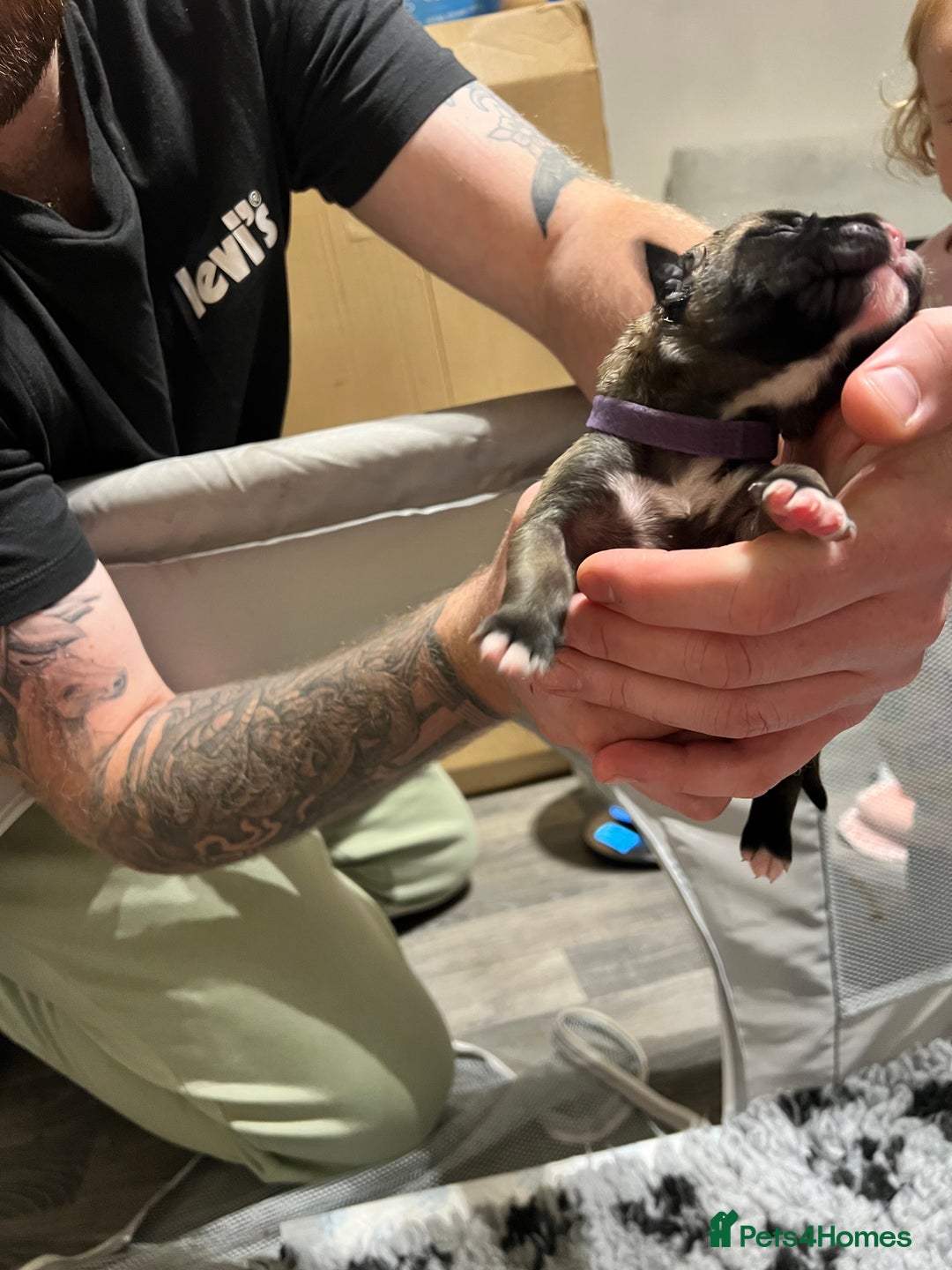 Cane Corso dogs for sale: Litter of 10 cane corso puppies family reared  - Advert 4