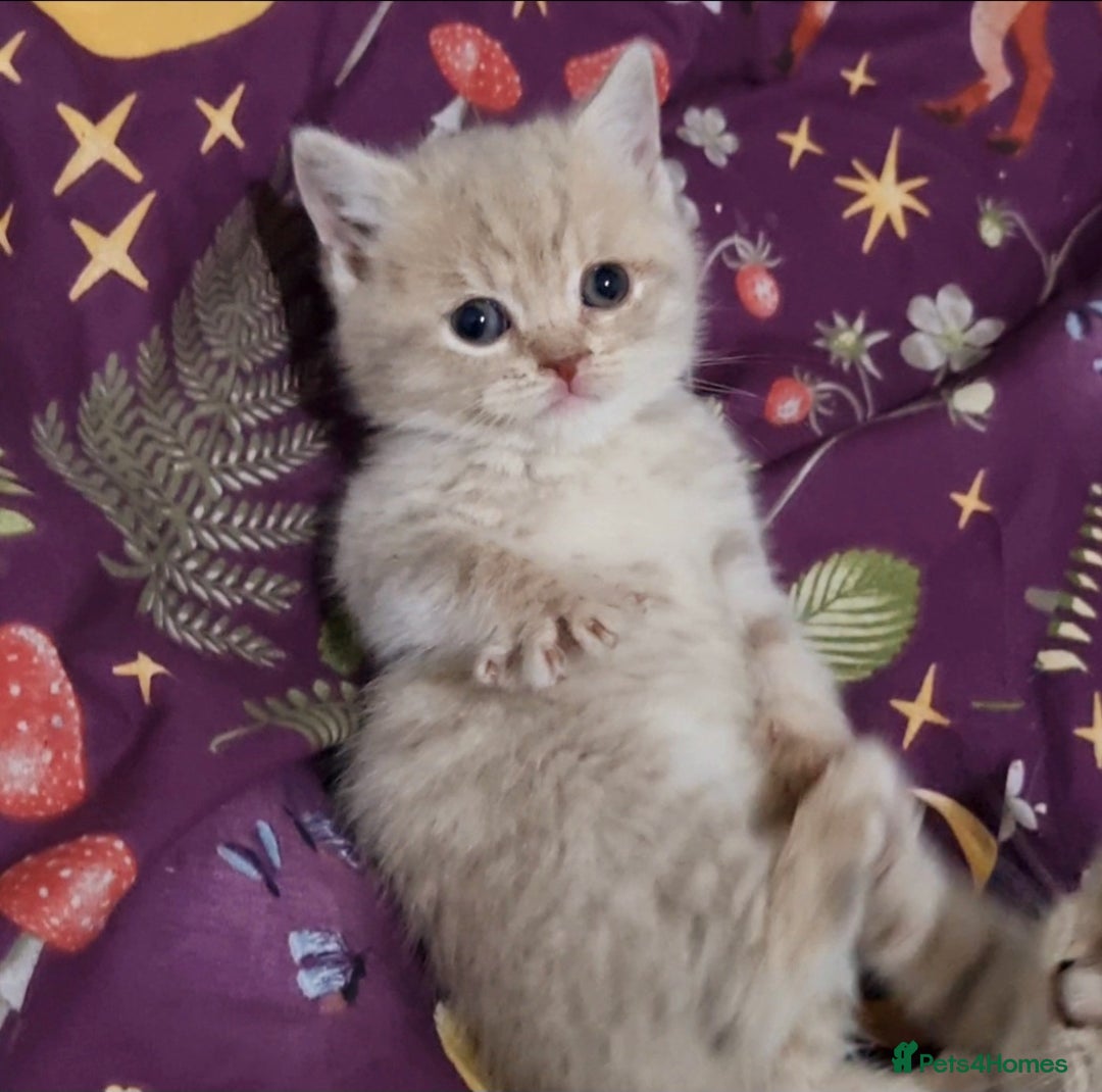 British Shorthair cats for sale: Blue & stripy, boys & girls ava British shorthairs in Eastbourne - Image 16