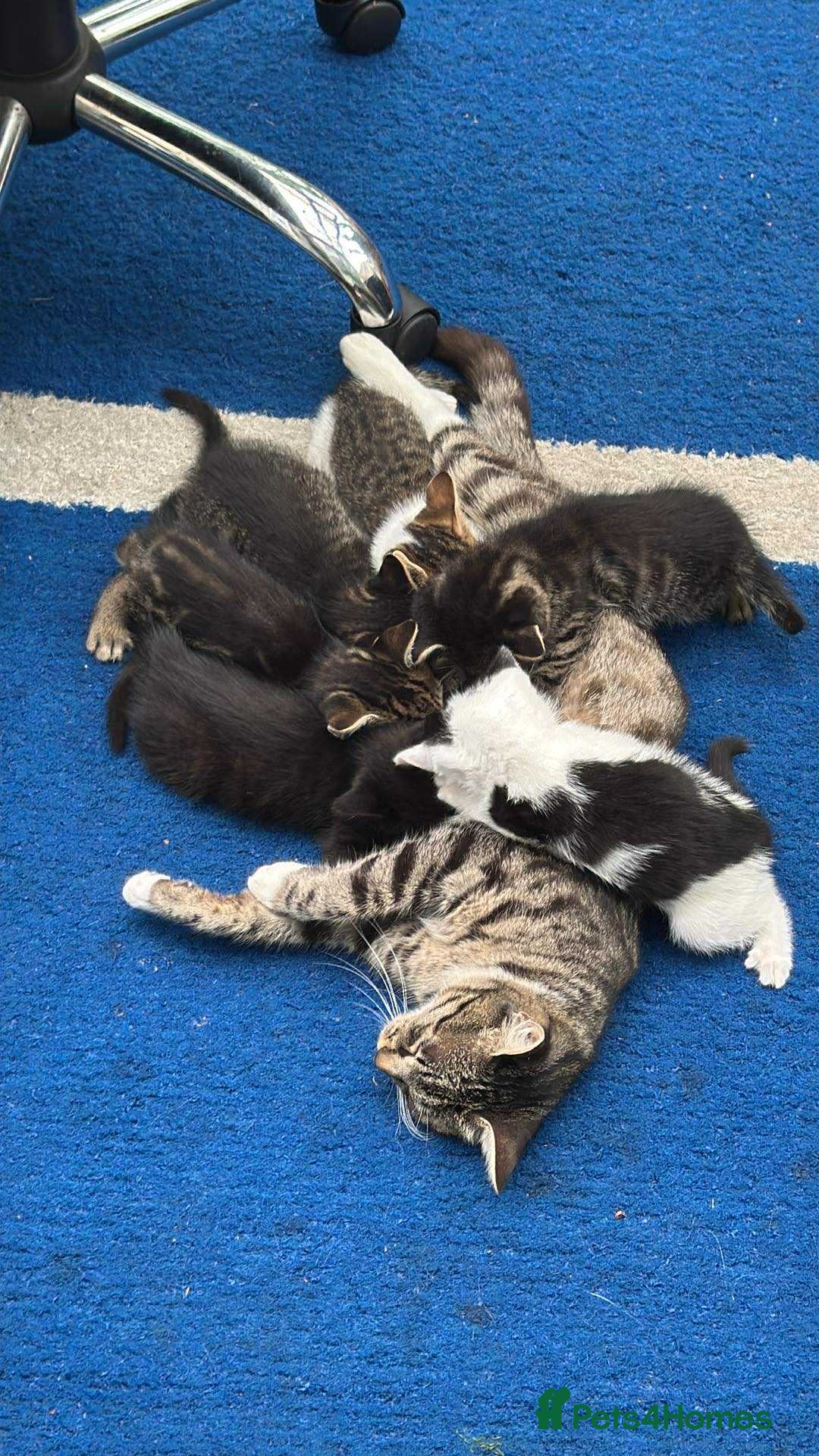 Mixed Breed cats for sale: Cats for sale  - Image 1