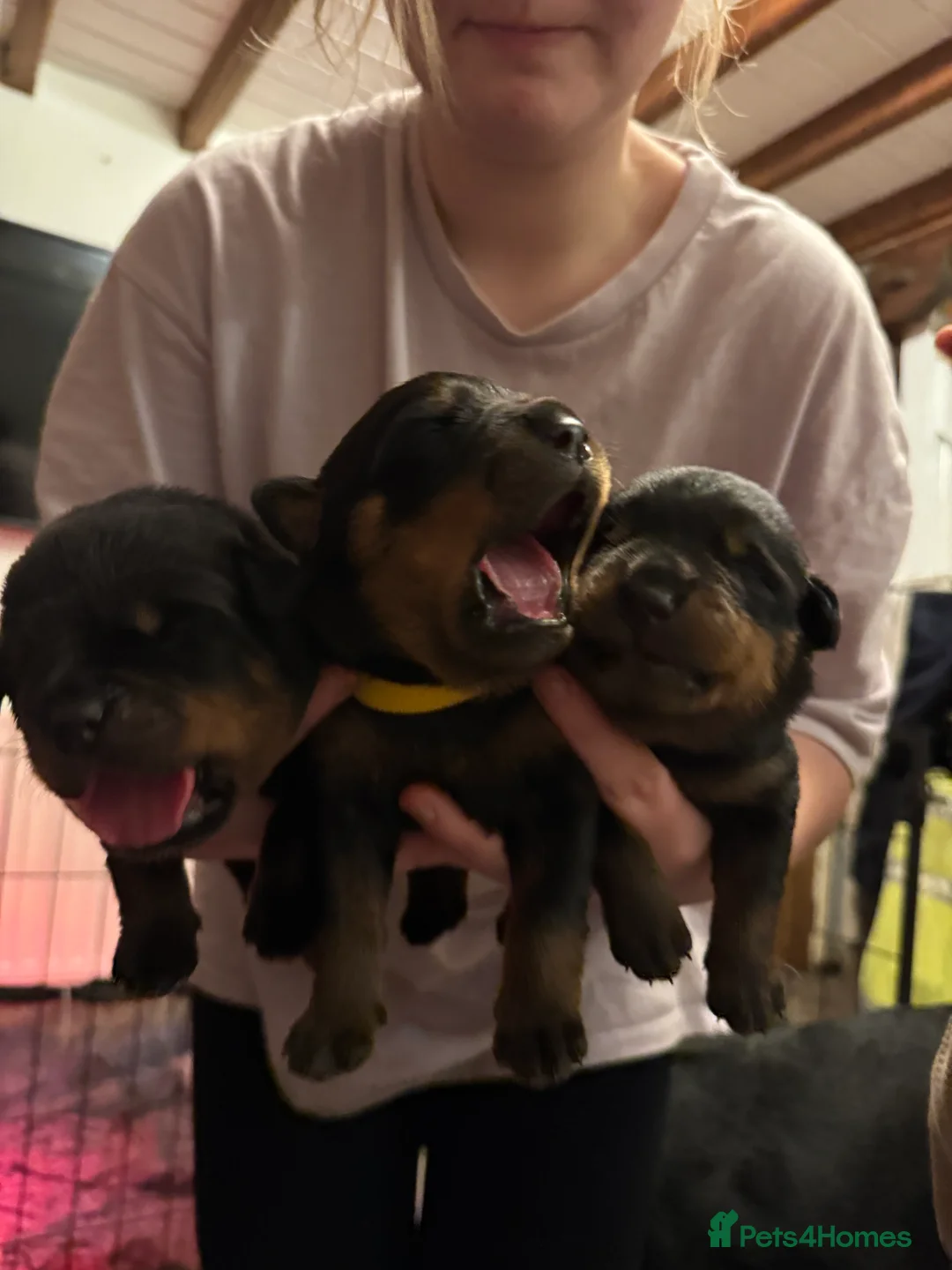 Rottweiler dogs for sale: Beautiful Rottweiler puppies for sale  - Advert 21