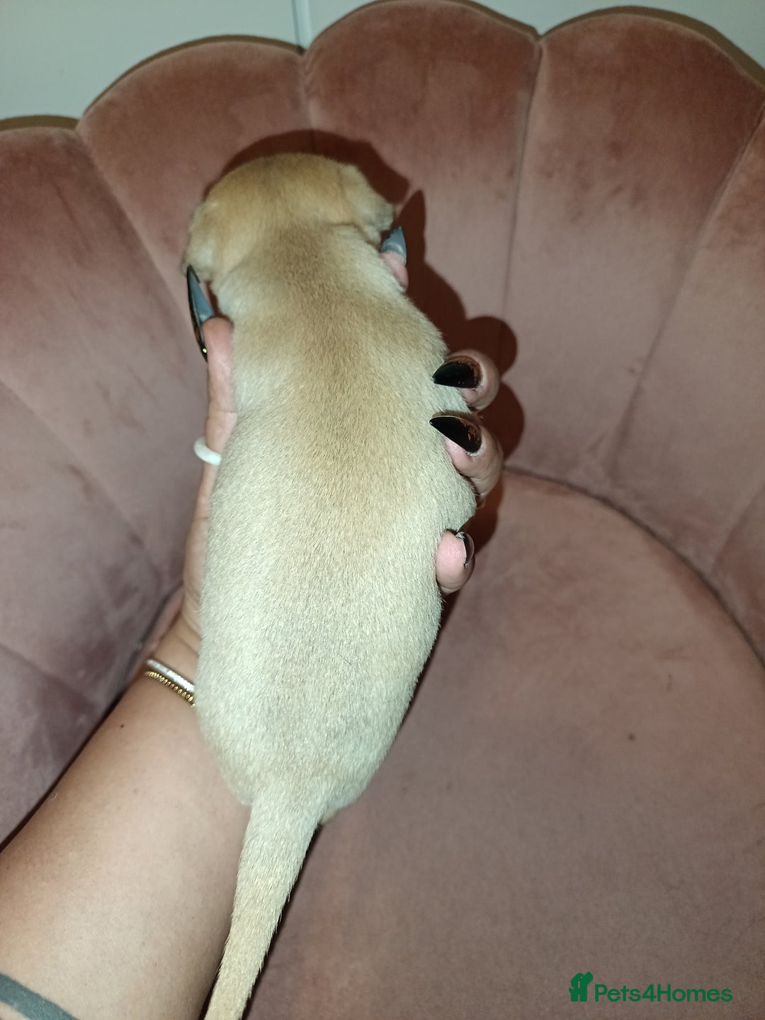 Chihuahua dogs for sale: Chihuahua girls 🩷🩷🩷 - Advert 5