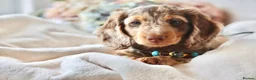 Miniature Dachshund dogs for sale: Chocolate & Tan Dapple Miniature Dachshund Boy  - Advert 3
