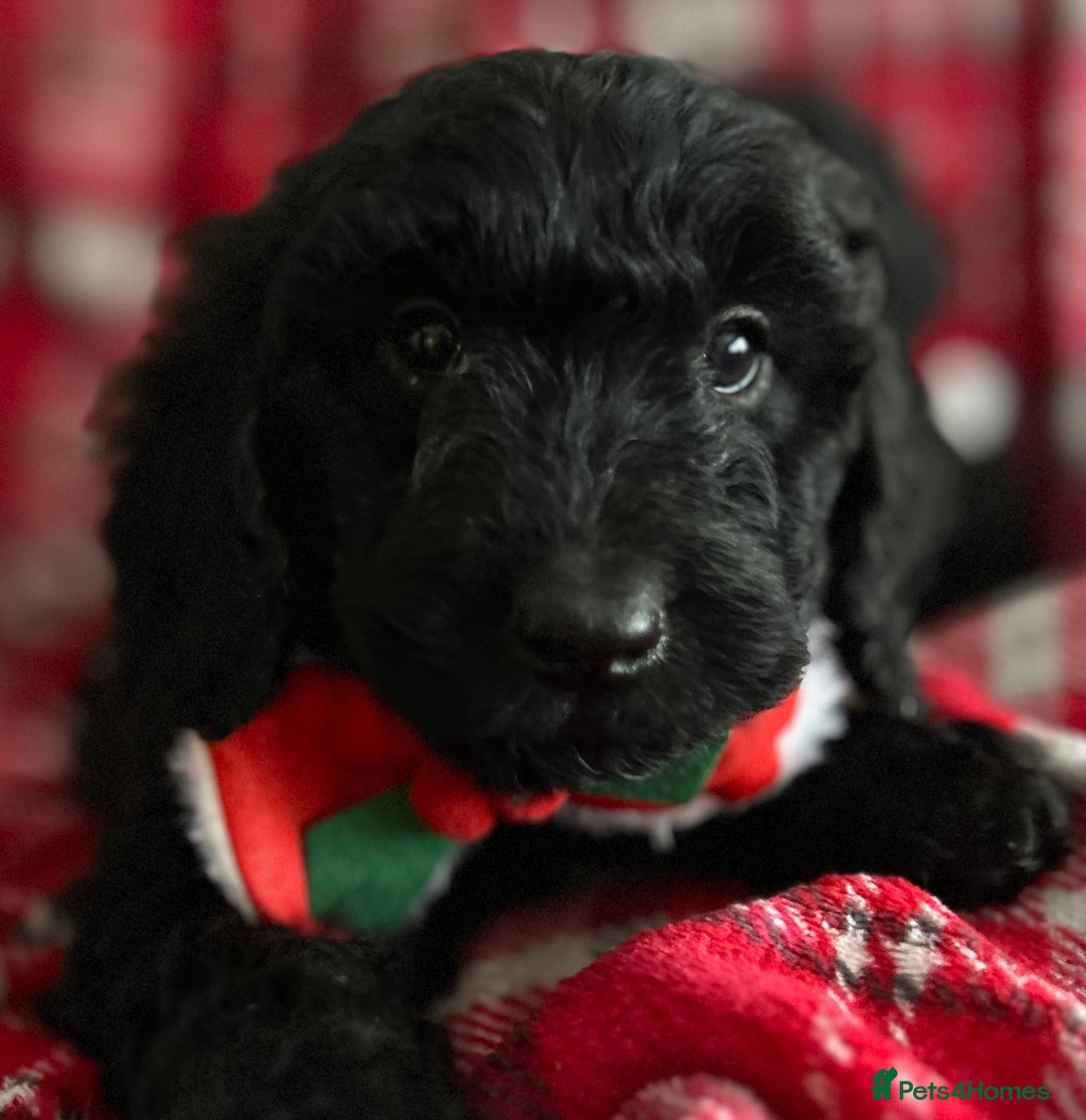 Cockapoo dogs for sale: 🐕‍🦺🐶ADORABLE COCKAPOO 🐶 🐕‍🦺 - Advert 24