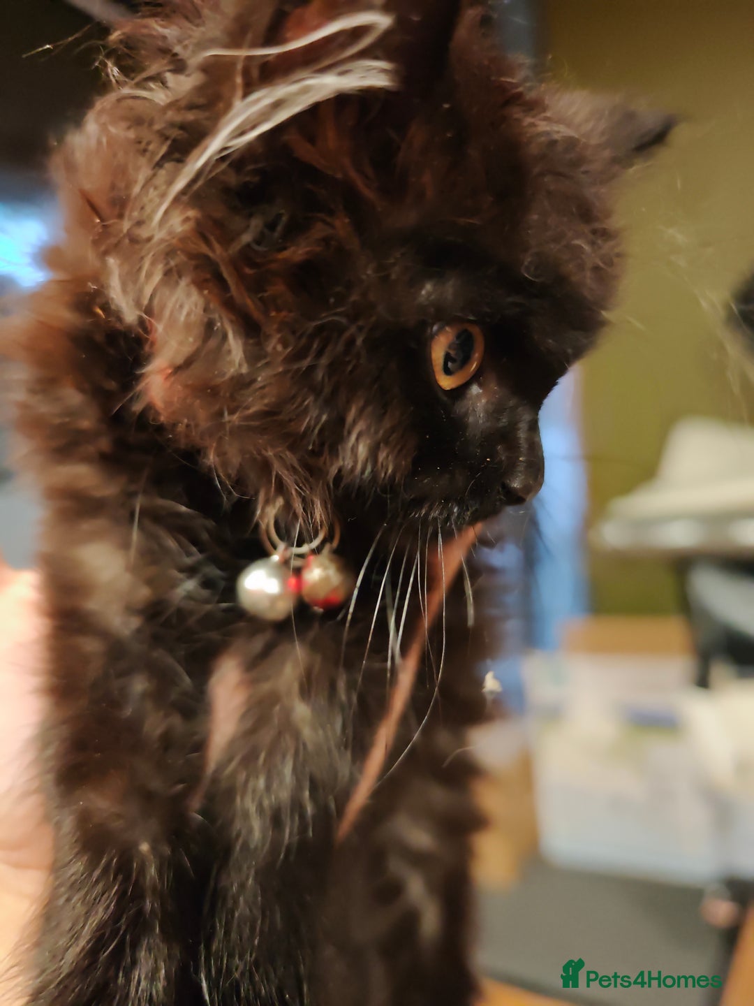 Mixed Breed cats for sale: Fluffy, Gentle Search for a New Home - Image 1