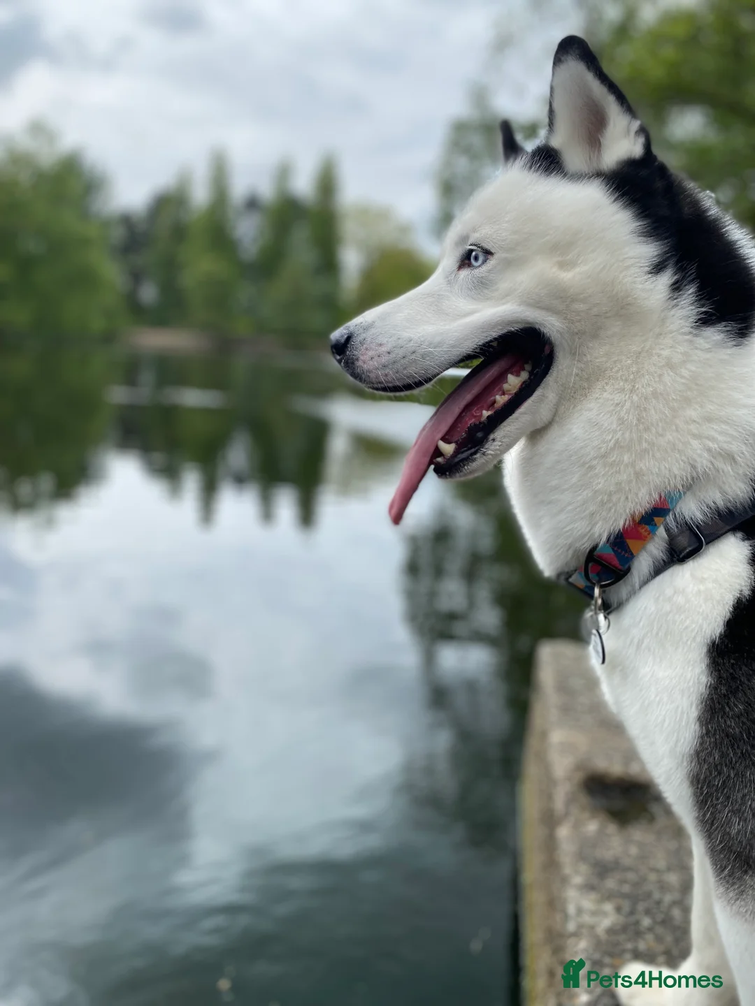 Siberian Husky dogs for stud: Stunning Blue eye Sibrian Husky for Stud (Proven) in Liverpool - Advert 2