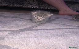 Domestic Shorthair cats for sale: Beautiful kittens  - Image 5