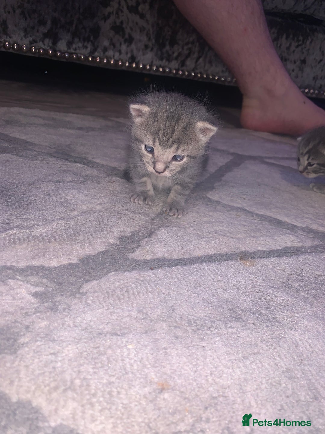 Domestic Shorthair cats for sale: Beautiful kittens  - Image 5