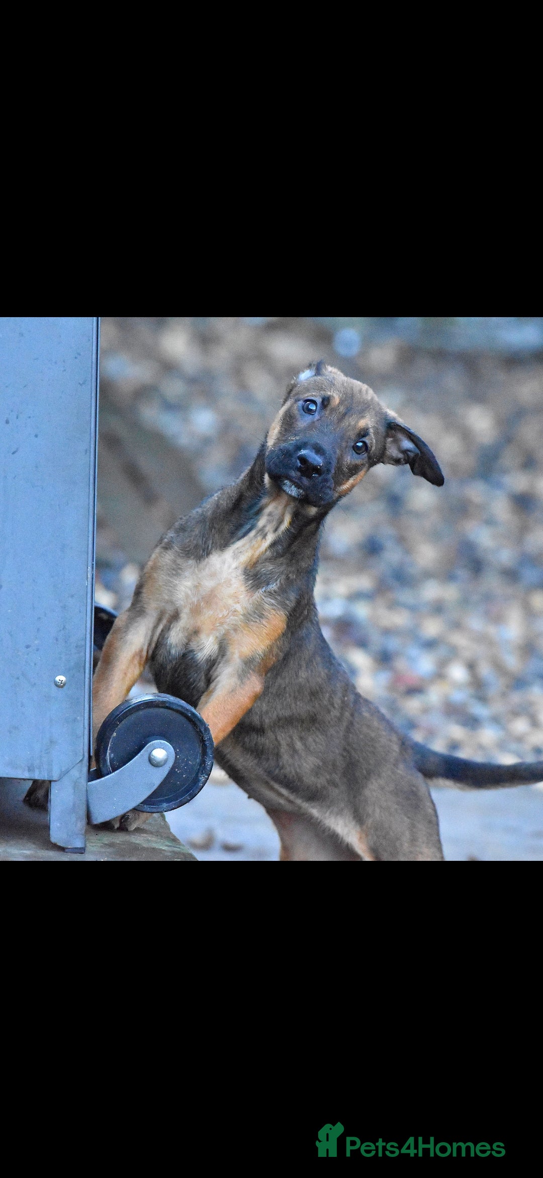 Mixed Breed dogs for sale: Bullherders top working lines  - Advert 10