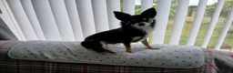Chihuahua dogs for stud: Dog for stud - Advert 2
