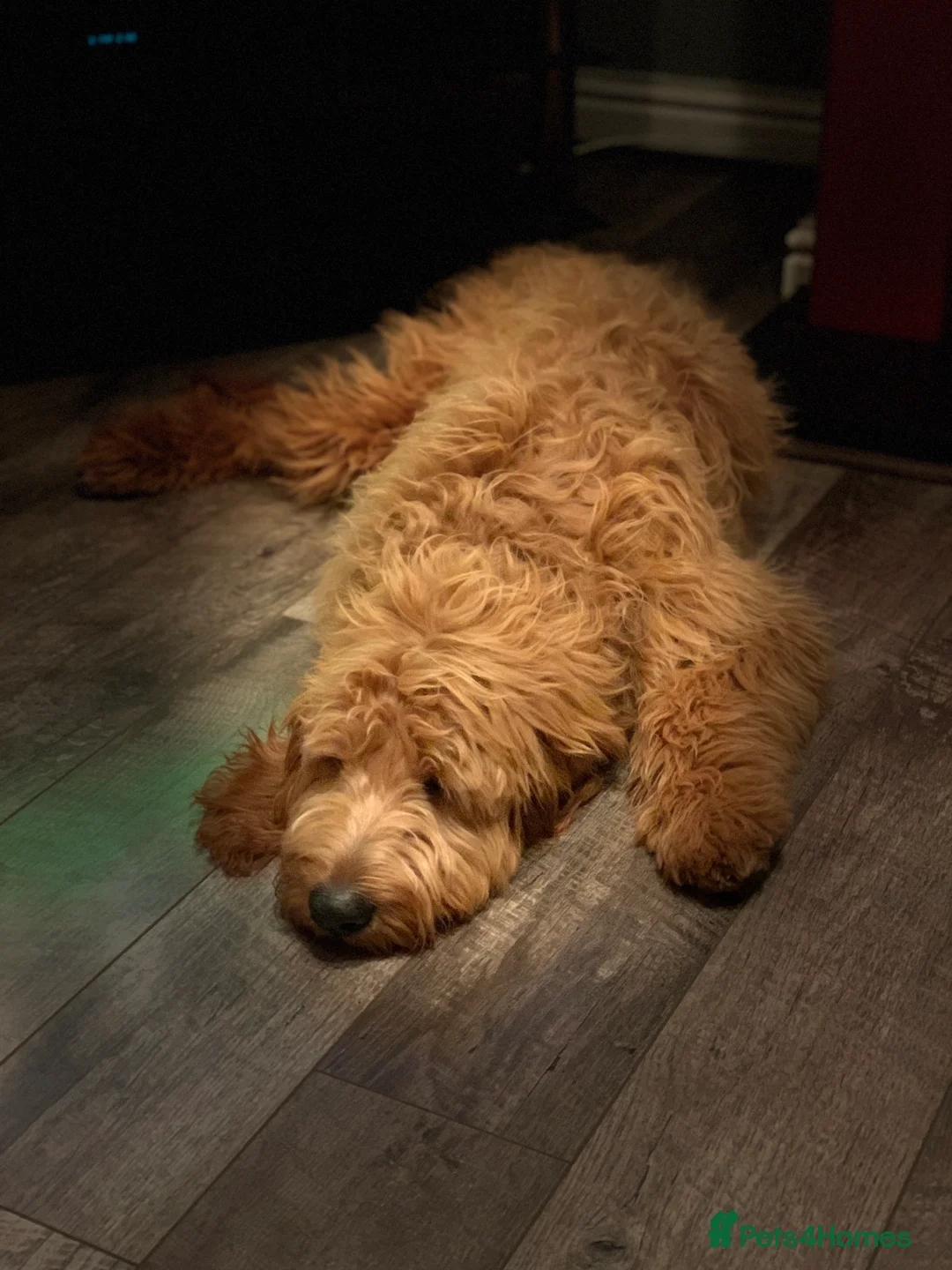 Goldendoodle dogs for stud: Gorgeous F1 Goldendoodle for Stud in Derby - Advert 11