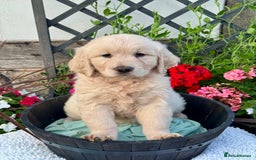 Golden Retriever dogs for sale: 4 left gorgeous kc reg golden retriever puppies  - Image 14
