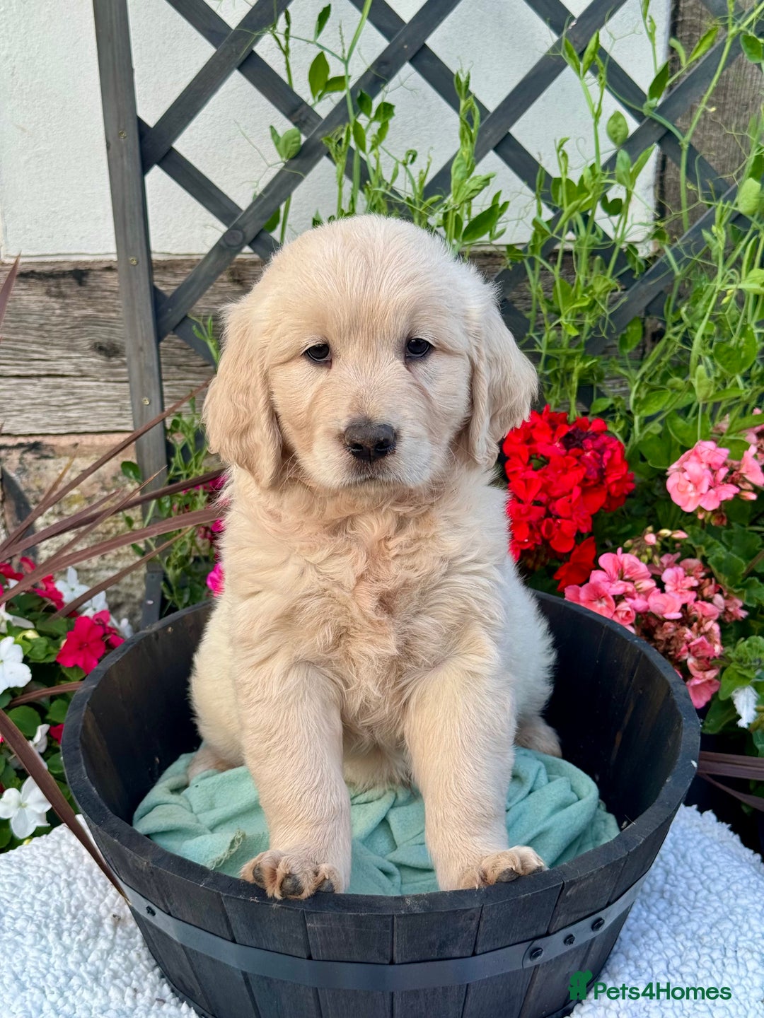 Golden Retriever dogs for sale: 4 left gorgeous kc reg golden retriever puppies  - Image 14