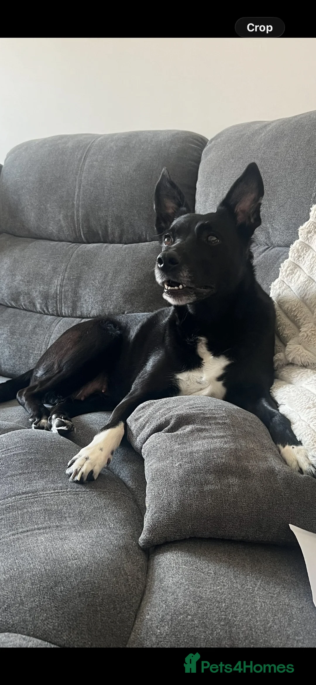 Mixed Breed dogs for sale: Gorgeous Boy Labrador / kelpie puppy LAST ONE! - Advert 2