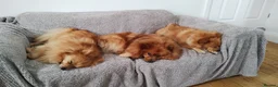 German Spitz dogs for sale: Good home wanted for adult German spitz  - Advert 2