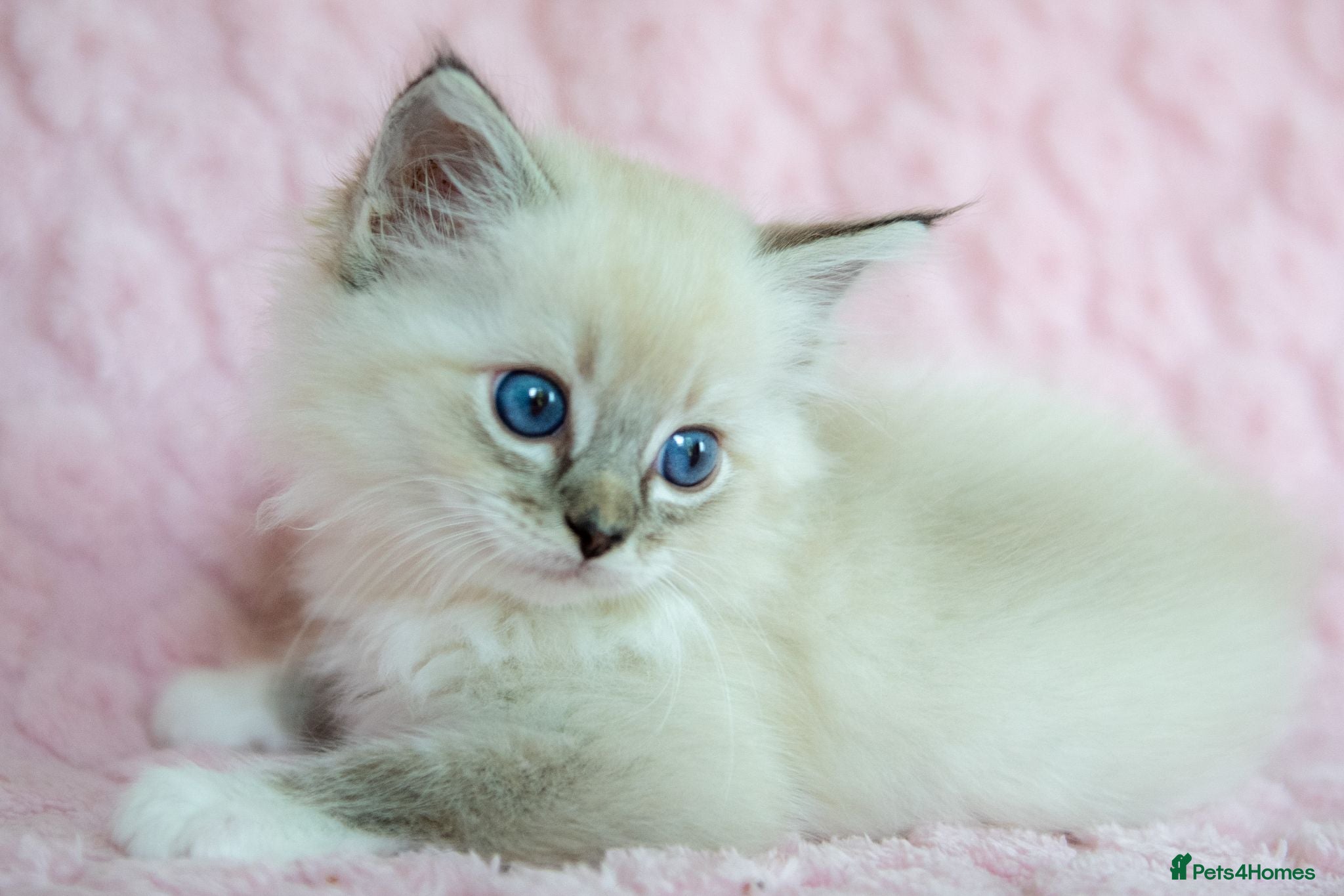 Ragdoll cats Stunning Ragdolls Reserve Now. - Advert 2