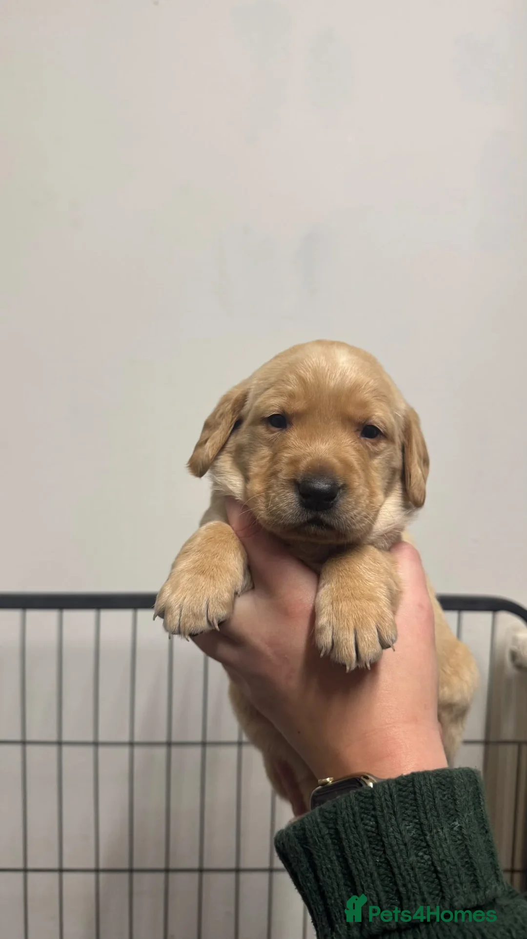 Labrador Retriever dogs for sale: Beautiful Ellie Fox Red Lab - Ready Now!  - Advert 12