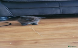 Scottish Fold cats for sale: 4 Scottish Fold kittens with mother - Image 9