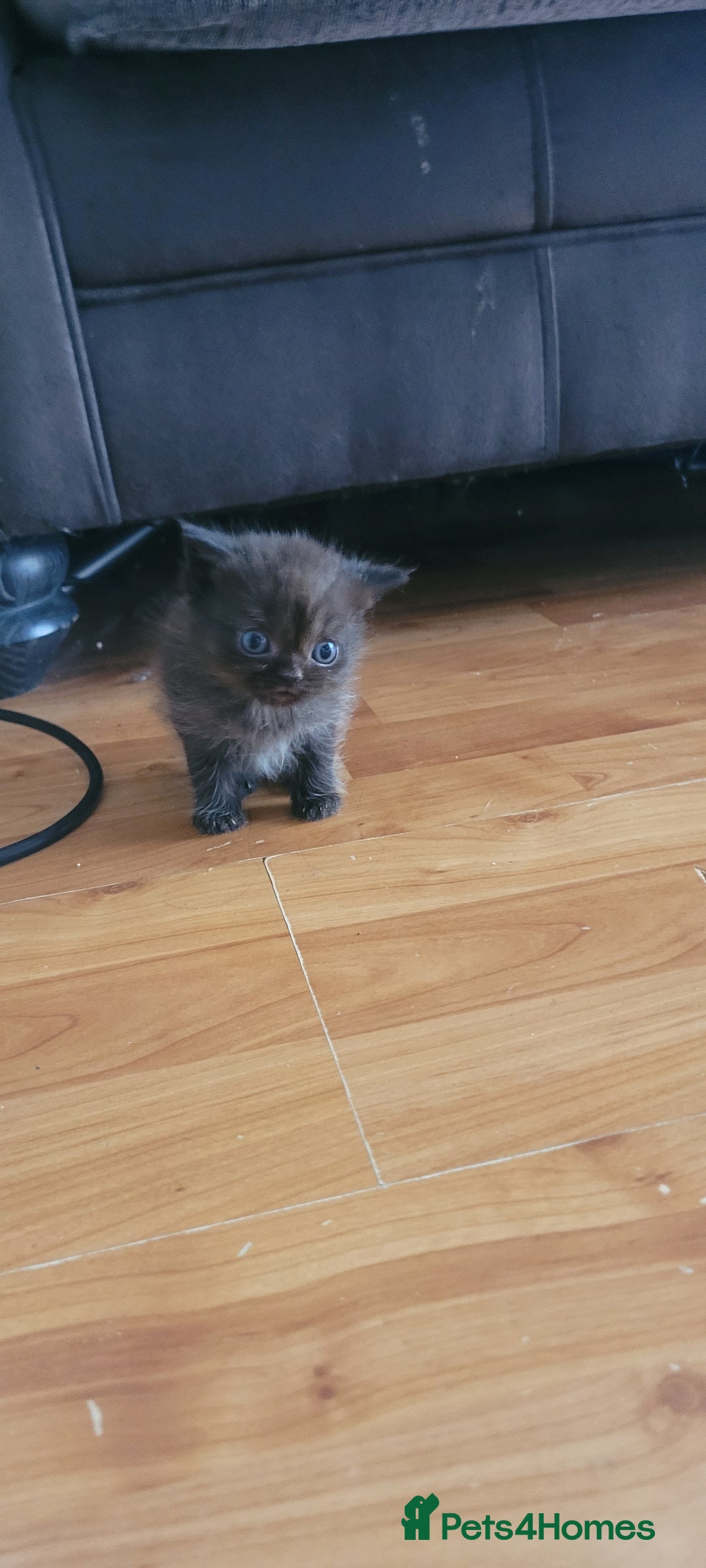 Scottish Fold cats for sale: 4 Scottish Fold kittens with mother - Image 9
