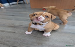 Olde English Bulldogge dogs for sale: READY NEXT WEEK! - OEB Puppies NEBBR ✅ 3rd Gen - Image 26