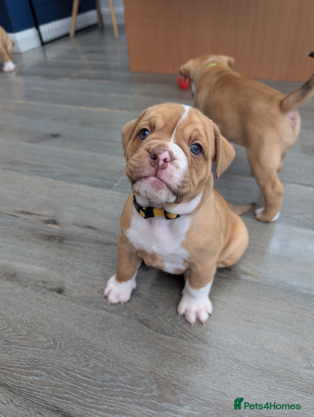 Olde English Bulldogge dogs for sale: READY NEXT WEEK! - OEB Puppies NEBBR ✅ 3rd Gen - Image 26