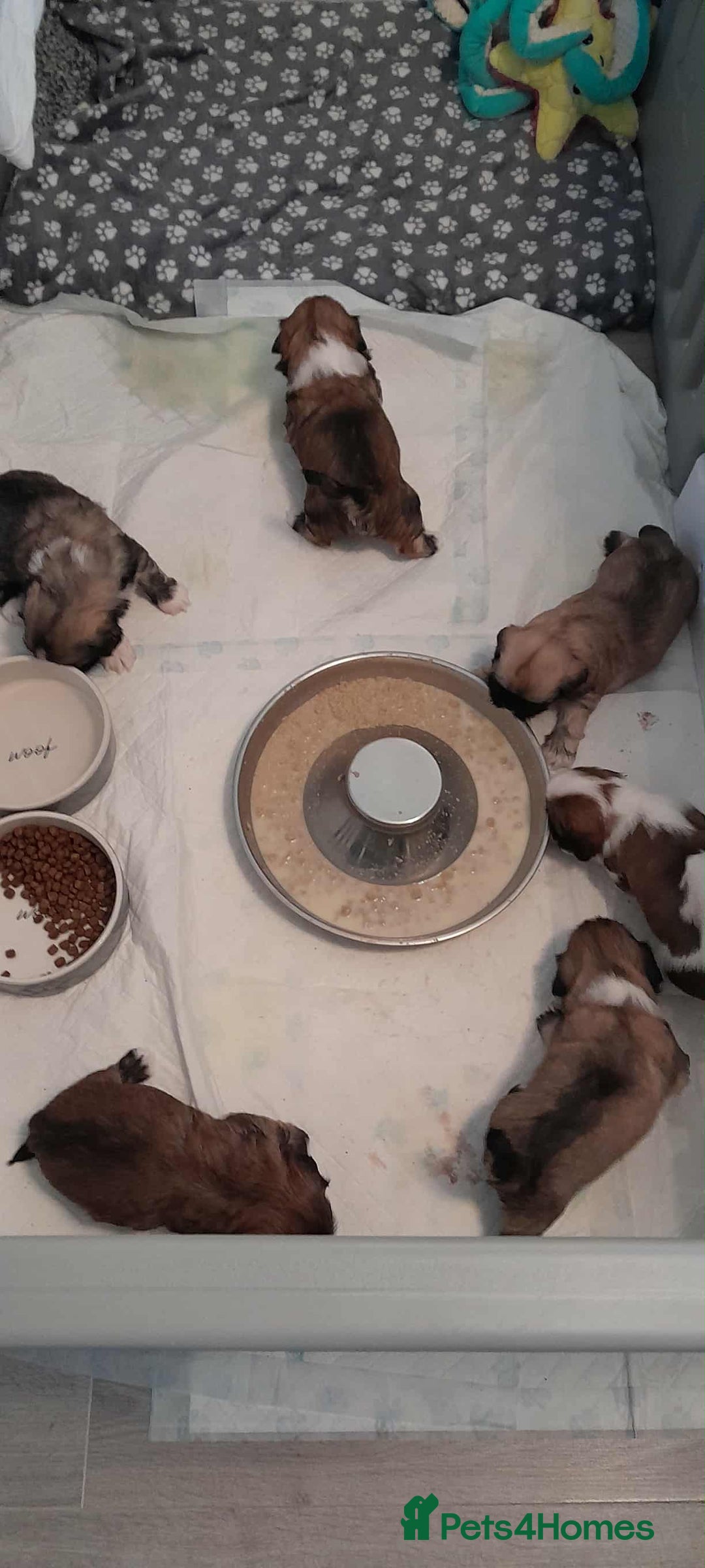 Lhasa Apso dogs for sale: Beautiful KCreg Lhasa Apso - Image 3