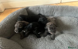 Cockapoo dogs for sale: Cockapoos ready from 10th of November  - Image 2