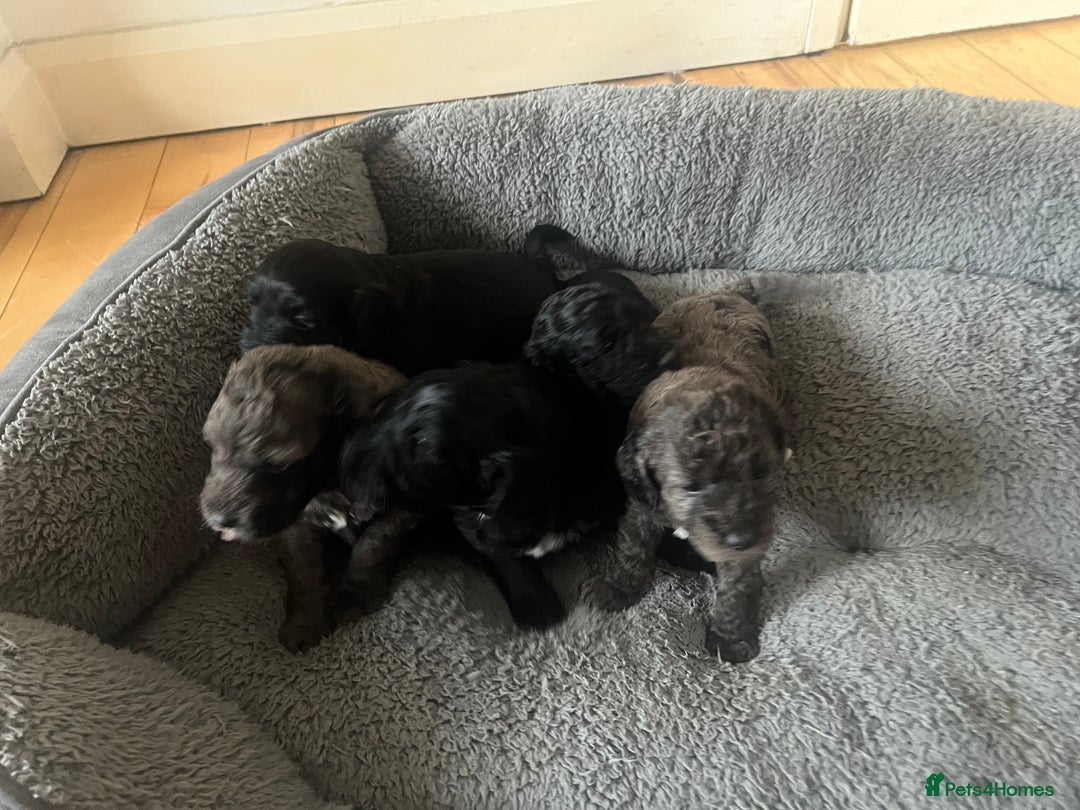 Cockapoo dogs for sale: Cockapoos ready from 10th of November  - Image 2
