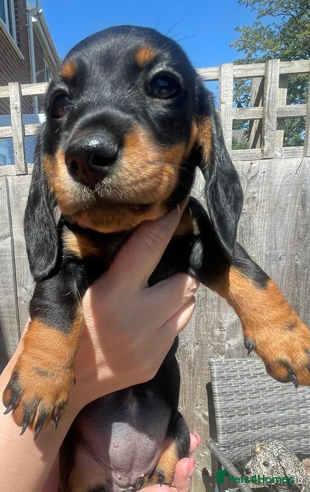 Miniature Dachshund dogs for sale: Beautiful Miniature Daschunds  - Image 27