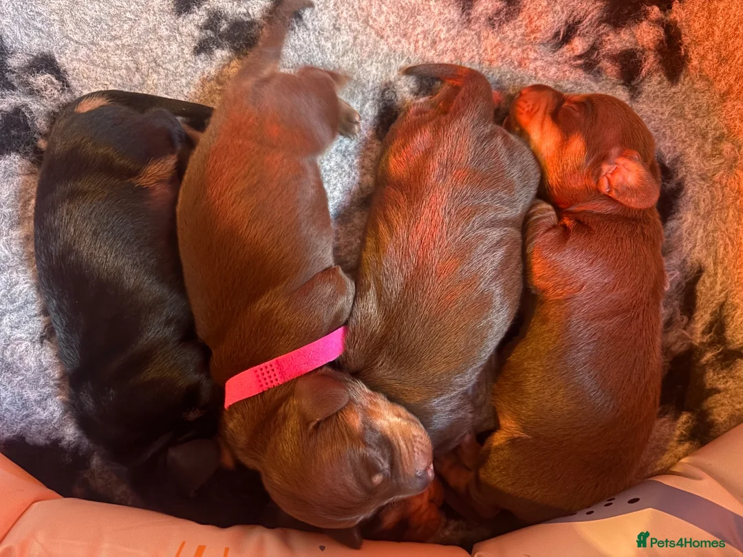 Miniature Dachshund dogs for sale: Miniature Dachshund Puppies – 3 Girls Available!  in Chelmsford - Advert 2