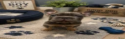 French Bulldog dogs for sale: KC registered French Bulldog puppies - Advert 9
