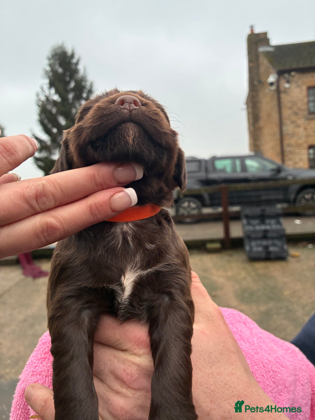 Cocker Spaniel dogs for sale: True working Cocker Spaniels docked  - Advert 10