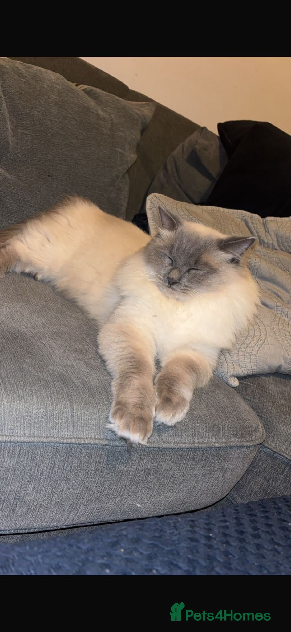 Ragdoll cats Beautiful Ragdoll Kittens Ready From 11th August - Advert 2