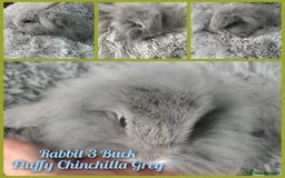 Mini Lop rabbits for sale: Beautiful Mini Lop Babies - 6 to choose from  - Image 4