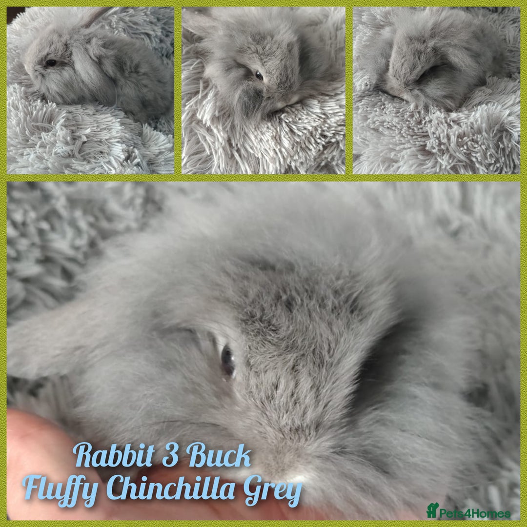Mini Lop rabbits for sale: Beautiful Mini Lop Babies - 6 to choose from  - Image 4