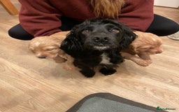 Cocker Spaniel dogs for sale: KC registered cocker spaniel pups for sale  - Image 16
