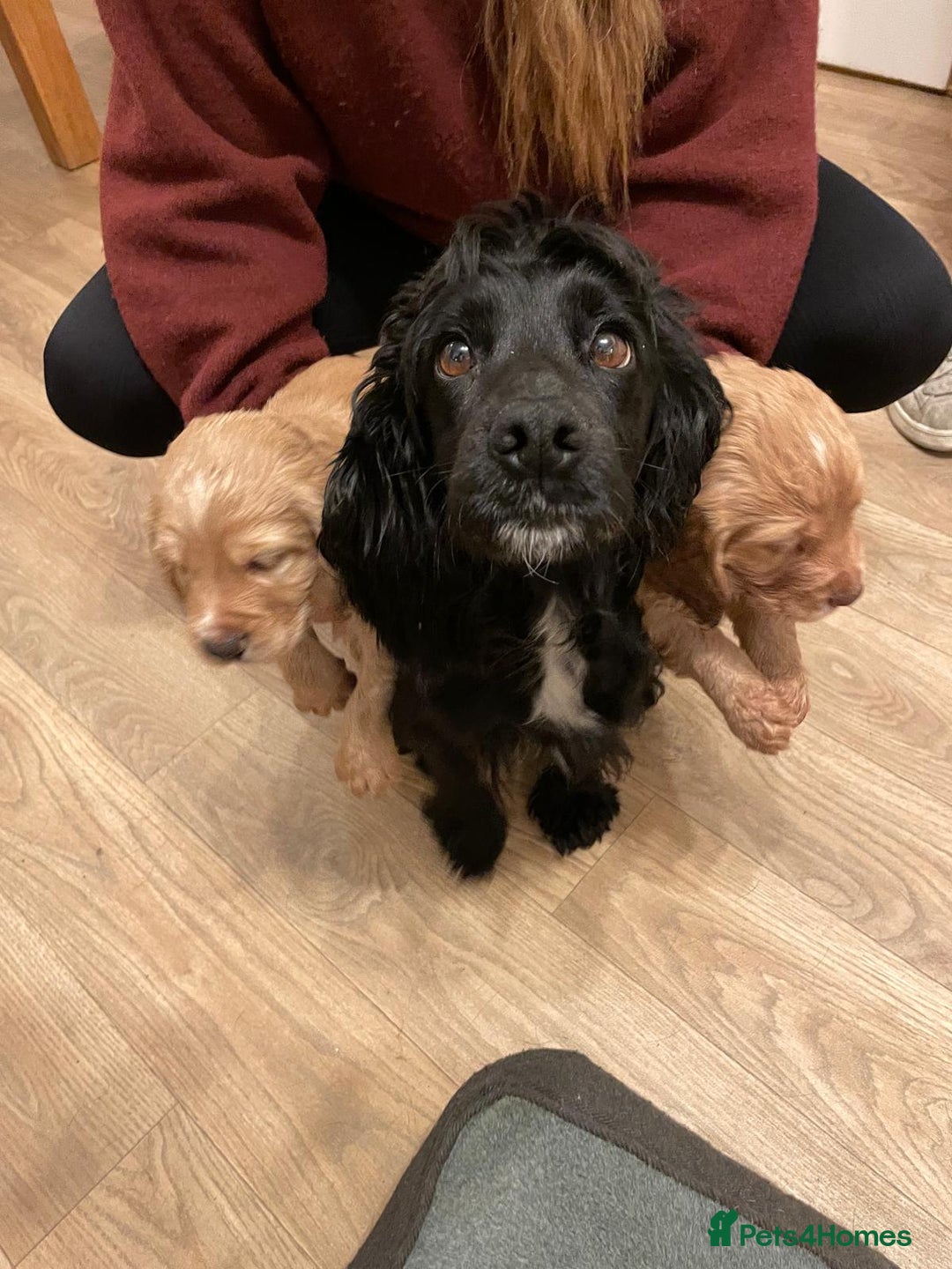 Cocker Spaniel dogs for sale: KC registered cocker spaniel pups for sale  - Image 16