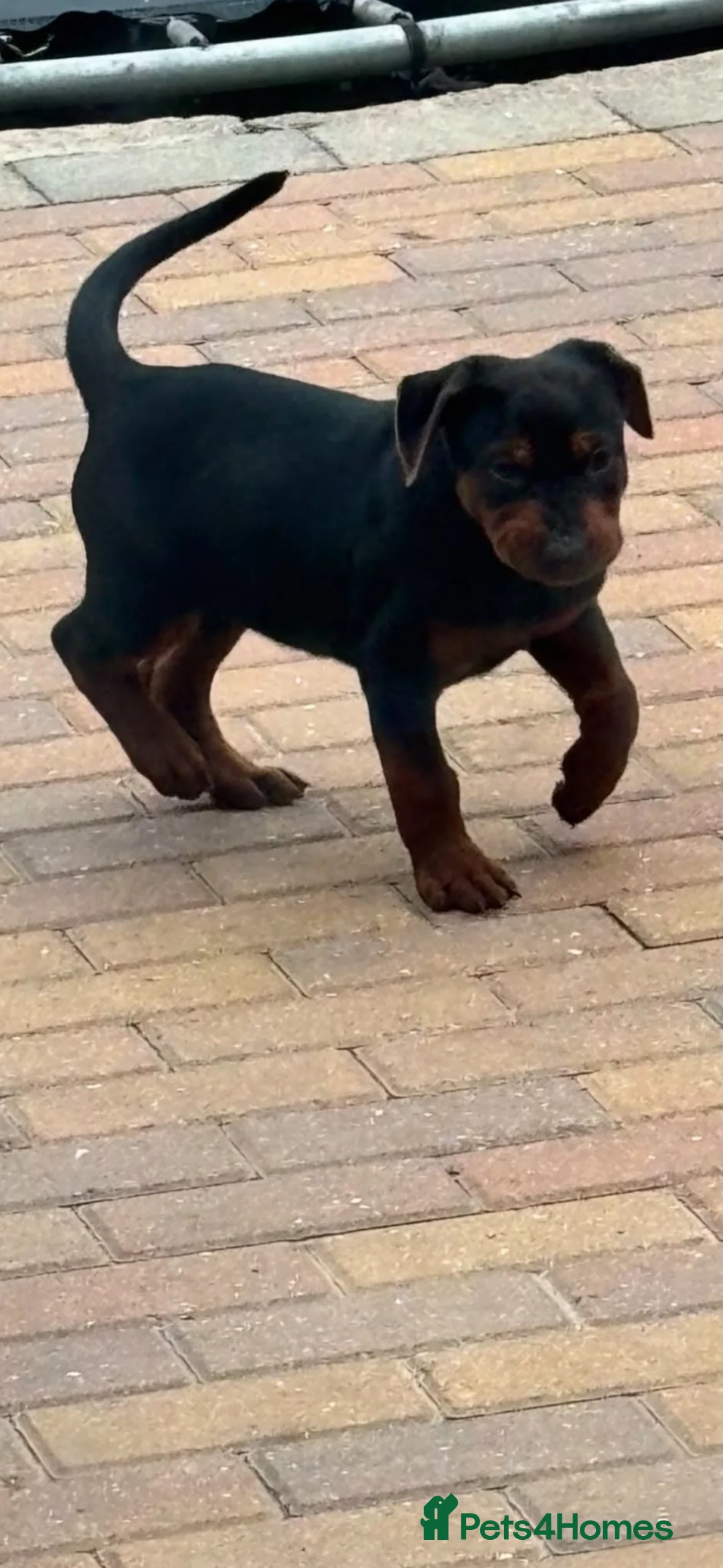 Chinese Red Dog dogs for sale: Chinese red dog female  in Hartlepool - Advert 1