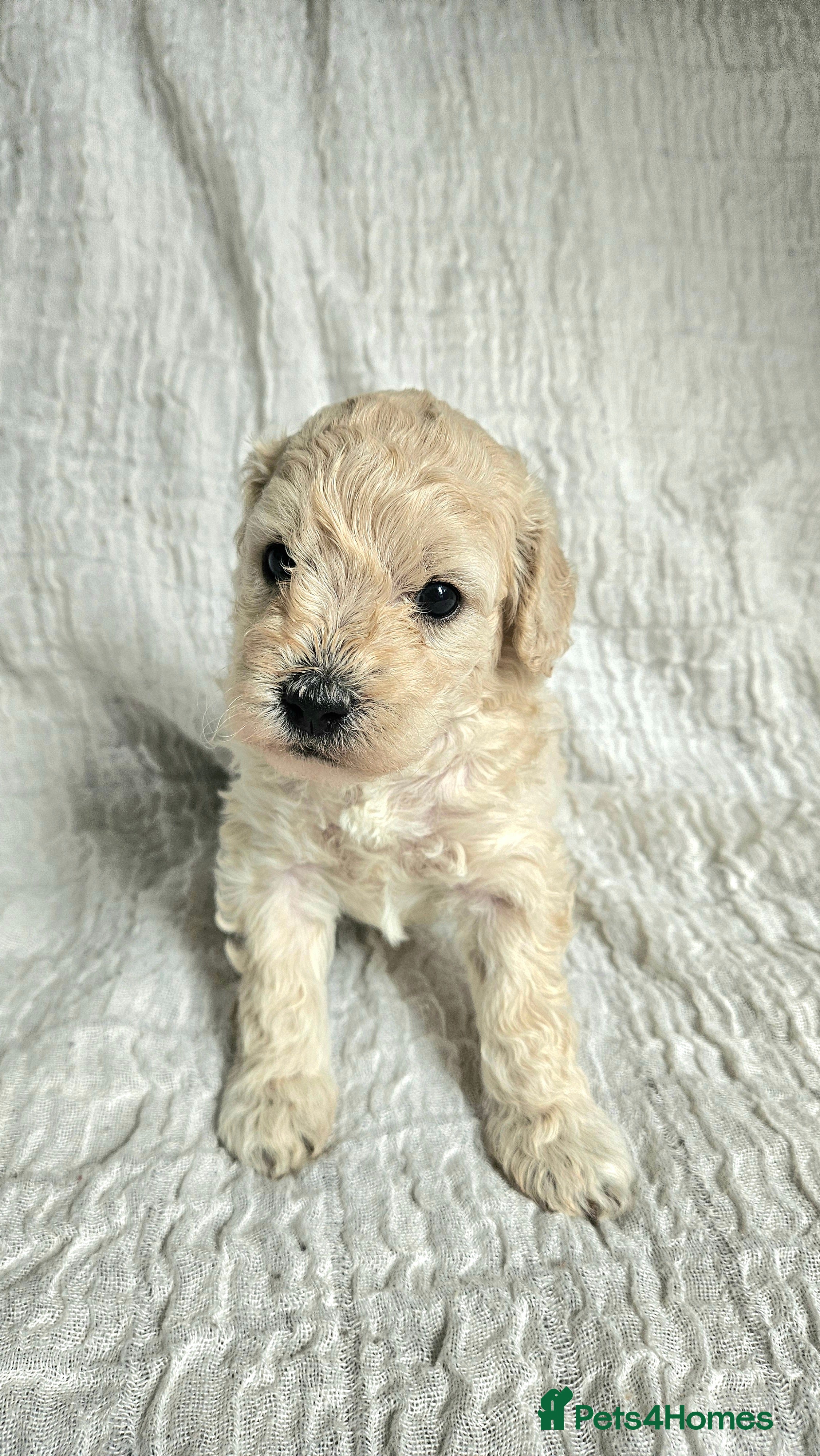 Mini Goldendoodle dogs for sale: 🐾✨ Beautiful Toy Goldendoodle Puppies  ✨🐾 - Advert 36