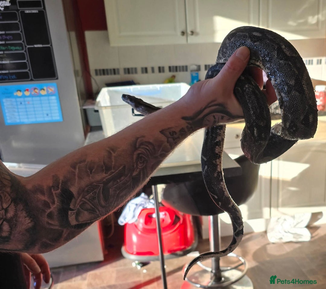 Boa Snake reptiles for sale: Crawl cay dwarf boas - Image 3
