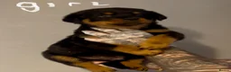 Rottweiler dogs for sale: ROTTWIELER PUPPUES - Advert 4