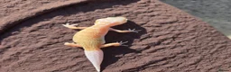 Gecko reptiles for sale: Crested & leopard gecko babies - Advert 11