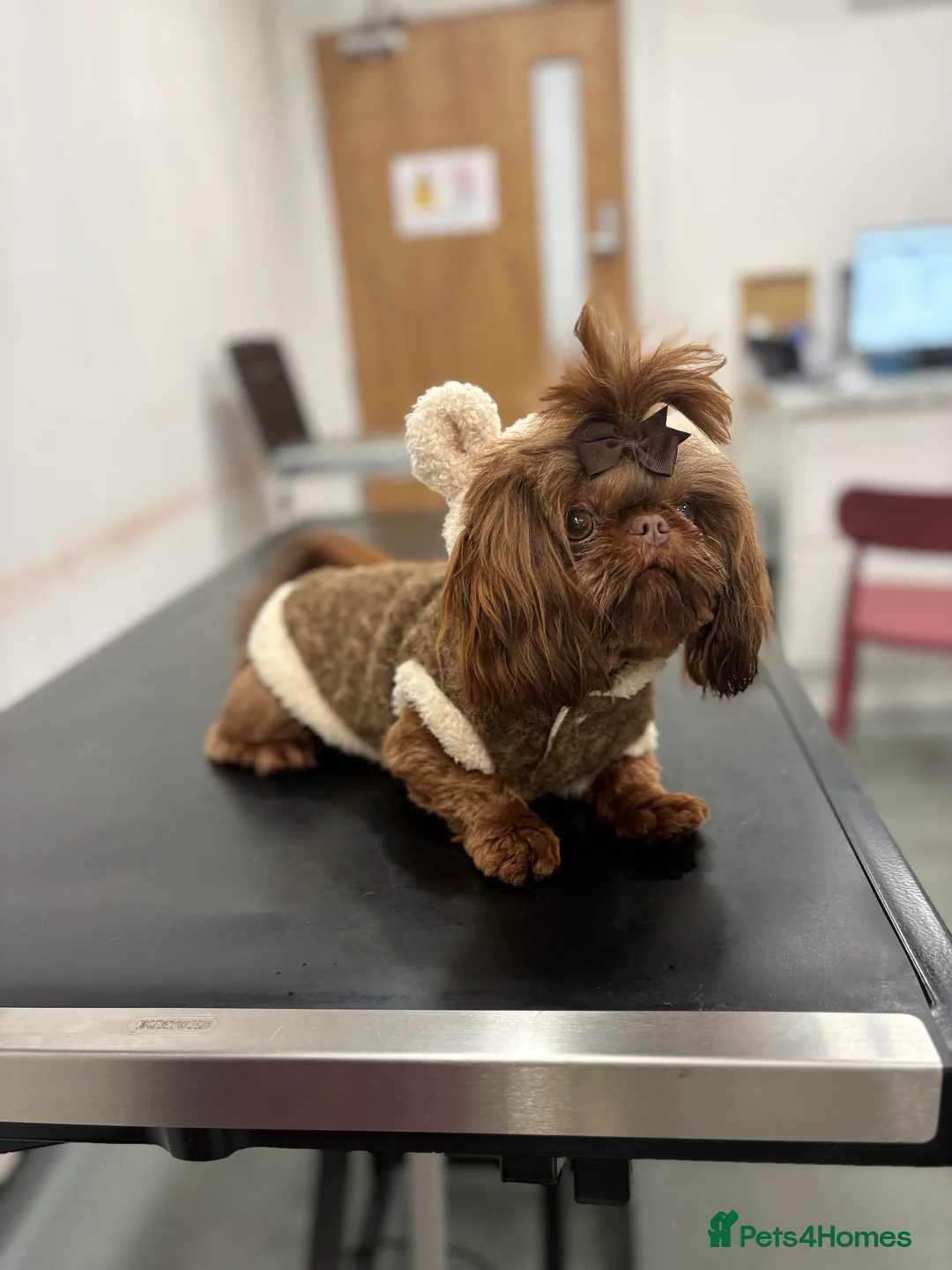 Shih Tzu dogs for stud: 🐶💎 Bumble – Imperial Shih Tzu Stud, kc reg 💎🐶 in Liverpool - Advert 2