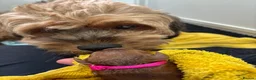 Cavapoochon dogs for sale: Cavapoochon puppies health tested parents  - Advert 4