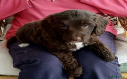Labradoodle dogs for sale: Beautiful miniature labradoodle puppies - Image 9